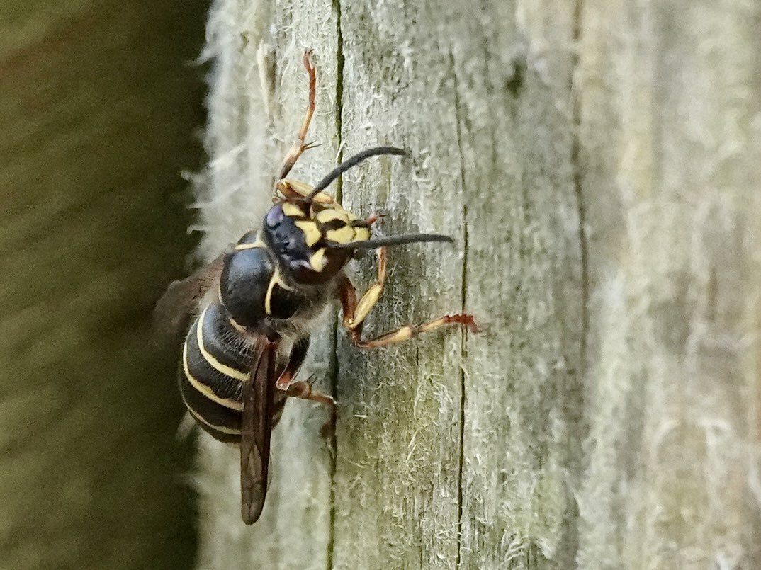 loosemum's tweet image. Median Wasp, new one on me. Creaton Northants 27/6/25 #Wasps