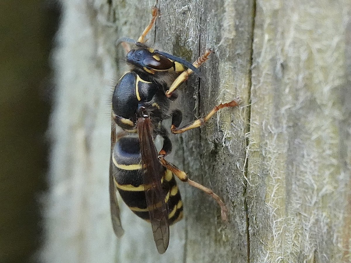 loosemum's tweet image. Median Wasp, new one on me. Creaton Northants 27/6/25 #Wasps