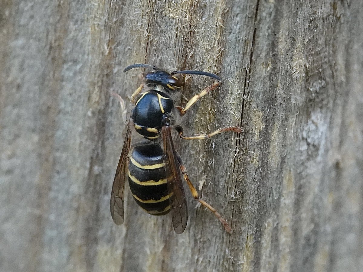 loosemum's tweet image. Median Wasp, new one on me. Creaton Northants 27/6/25 #Wasps