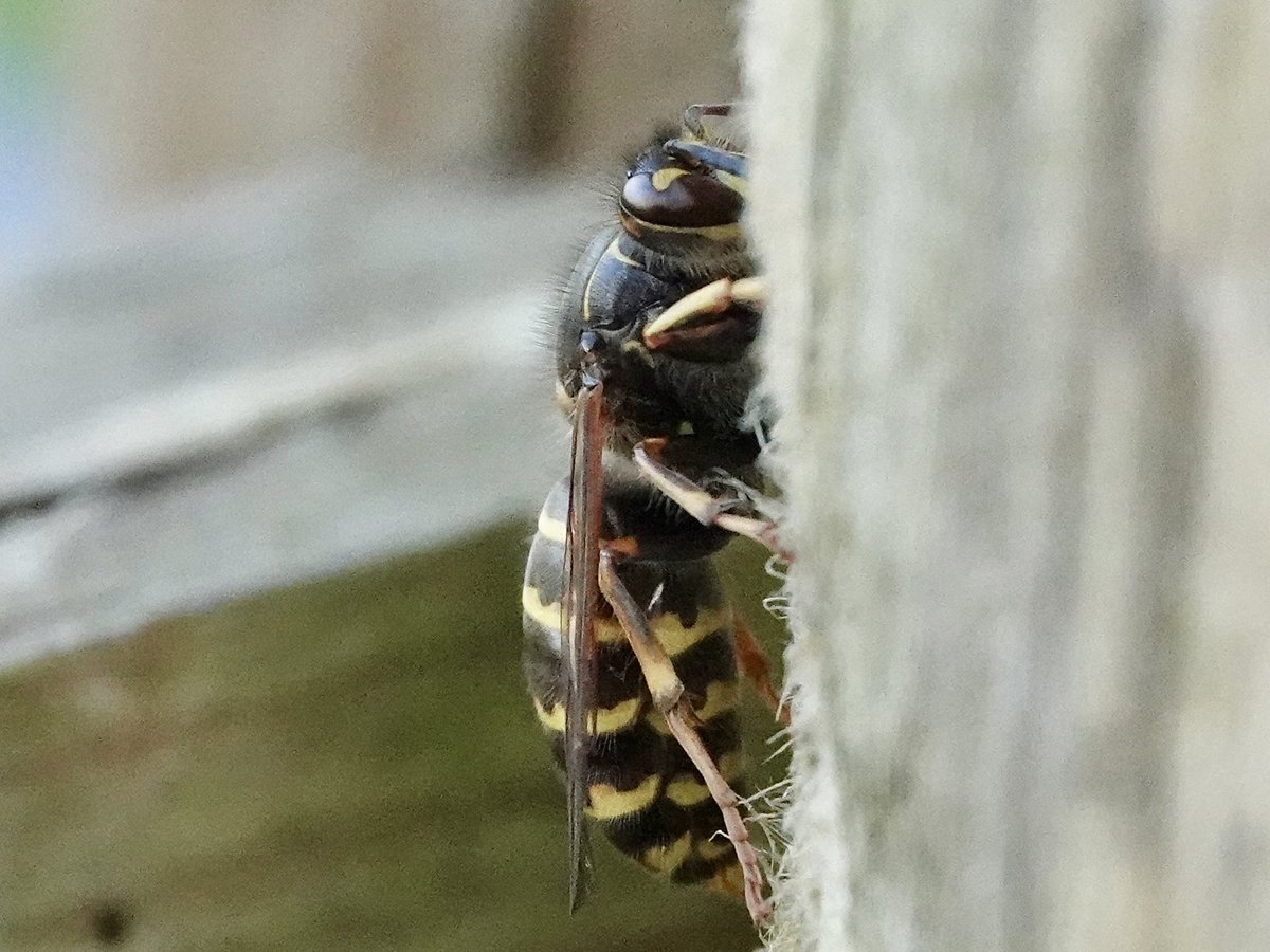 loosemum's tweet image. Median Wasp, new one on me. Creaton Northants 27/6/25 #Wasps