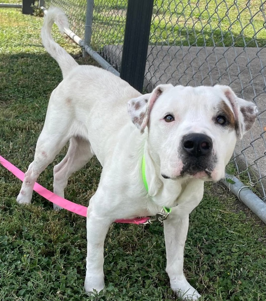 beeleevitonly's tweet photo. MOSES #A381769 2 YRS #APBTmix awesome markings. Came from neglect, but is HW neg, needs good food, TLC, a soft bed & plenty of playtime. Visit for adoption #TX #CorpusChristiACS Shelter has #FosterProgram
#PledgeForRescue here. Thanks #RescueVillage
https://t.co/w6b435n3n0 https://t.co/GNqHQ95NNa