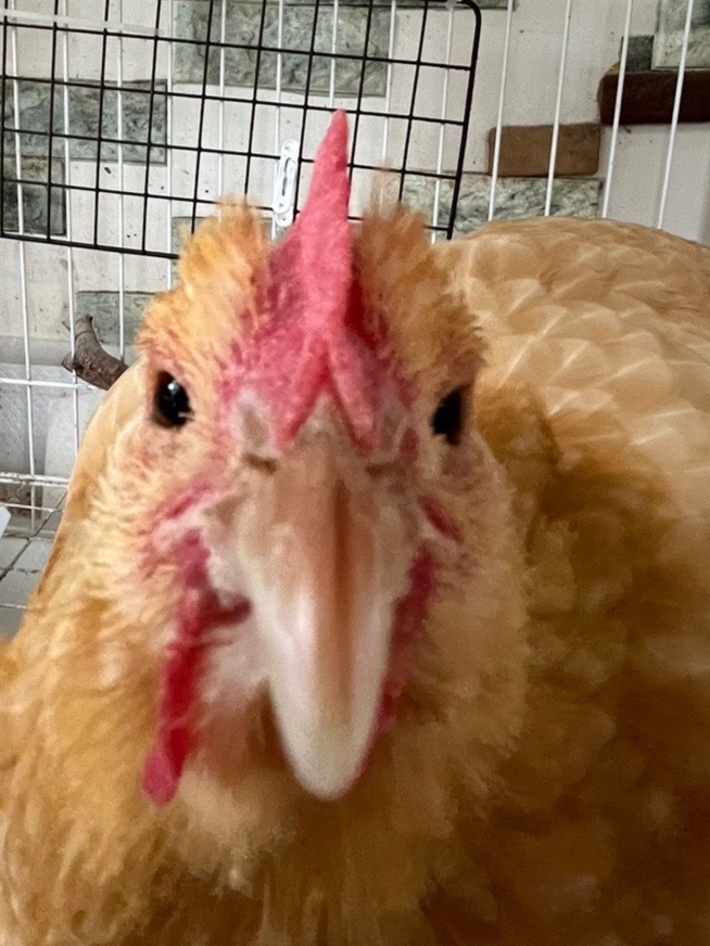 おはコケ〜ロコだよ？🐓🥱