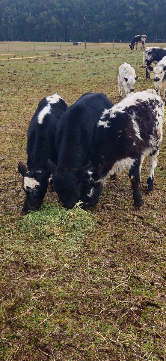 AntBA013's tweet image. From left to right, there is Scout, Samson &amp;amp; Huggie Loveheart Bush

They&apos;re now 3 months old 

Samson is the youngest by 5 days &amp;amp; he&apos;s a beast