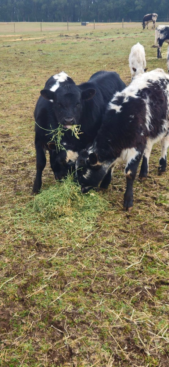 AntBA013's tweet image. From left to right, there is Scout, Samson &amp;amp; Huggie Loveheart Bush

They&apos;re now 3 months old 

Samson is the youngest by 5 days &amp;amp; he&apos;s a beast