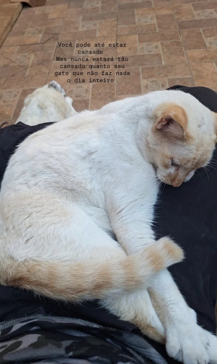 JaburMatheus's tweet photo. Quando a gente é criança a gente quer ser adulto, quando é adulto quer ser um gato https://t.co/mzhcNzvyPC