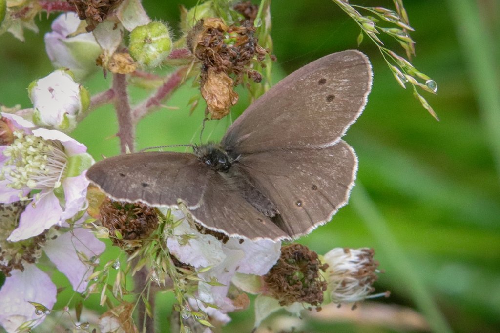 PhilRay62's tweet photo. Ringlet and a stunning Peacock #butterfly at Great Traston Meadows #GwentLevels @GwentWildlife  #wildlifephotography  #TwitterNatureCommunity #NaturePhotography #Nature #Insectphotography #butterflies #Insects #naturelovers #nature Sigma 70-200mm +13mm extension tube. https://t.co/SpX6FNzBUS