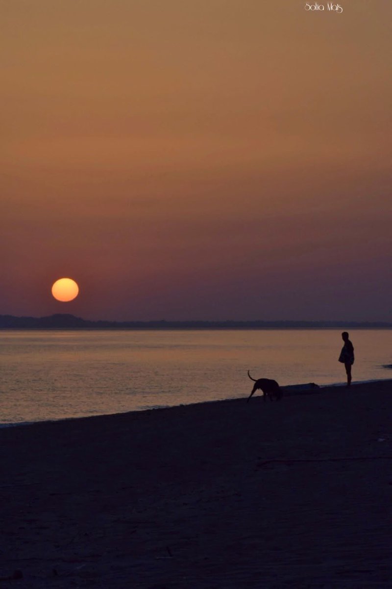 ignore 🐕‍🦺🦮 (@soroto88) on Twitter photo 