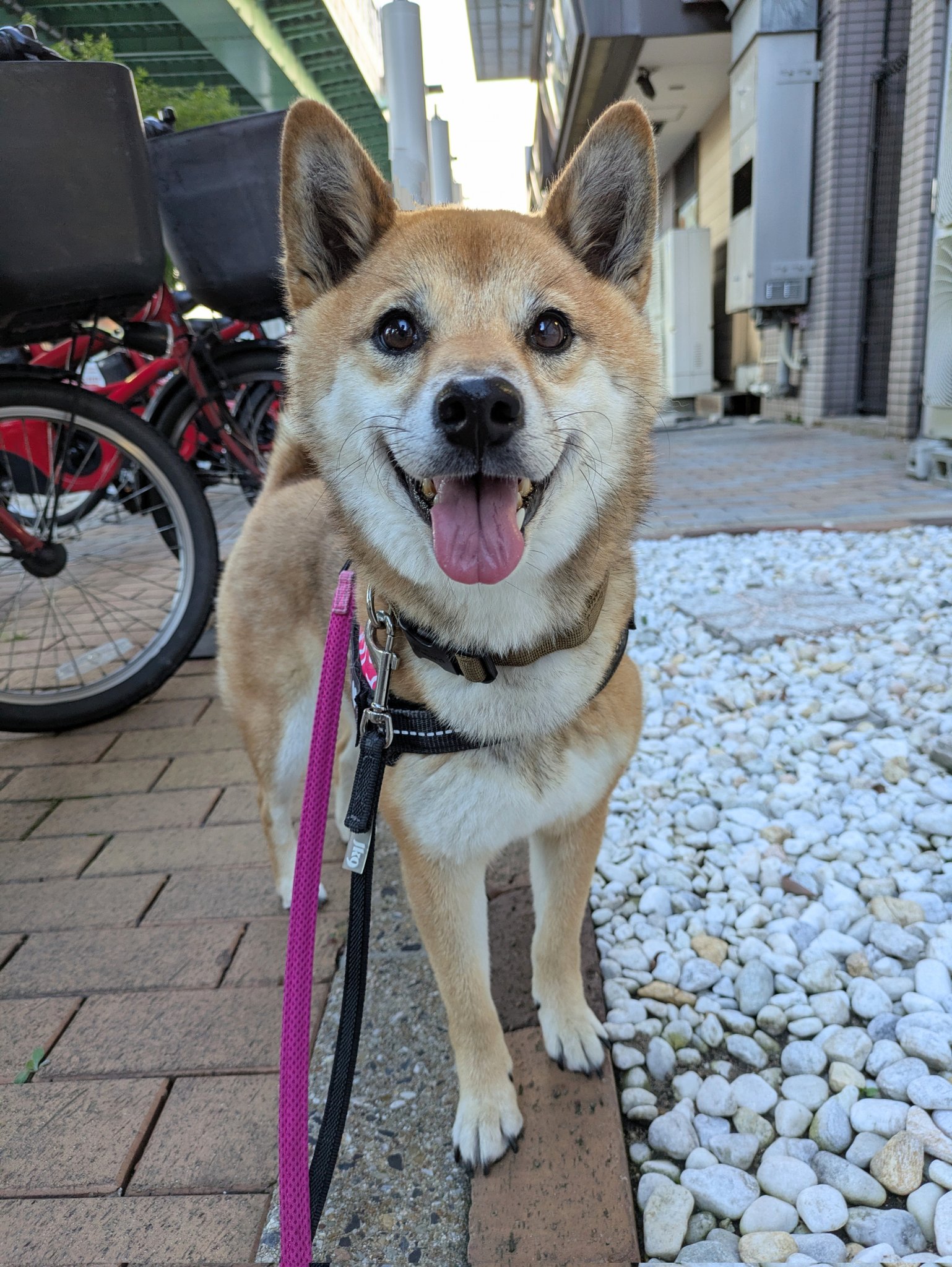 柴犬こめ0歳 on X: 