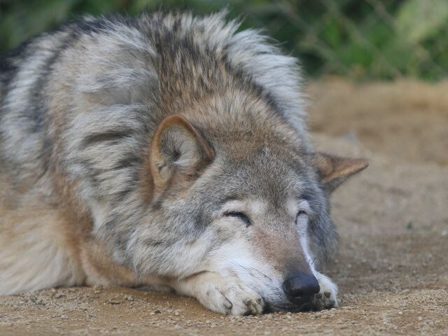 I’ve decided to not get up today