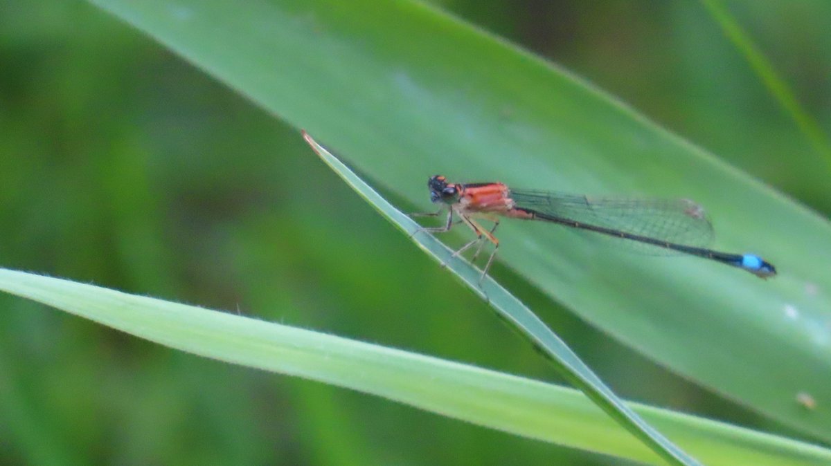 MvStuijvenberg1's tweet image. #Lantaarntje vandaag. 
#2025LibelJaar #14