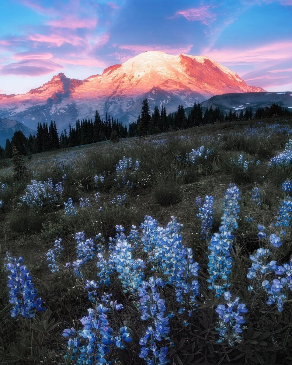 At the moment, I belong among the Lupine flowers and Mt Rainier. #Oberto ⛰️ | 📷: <a href="/jadedrchen/">JD Chen</a>