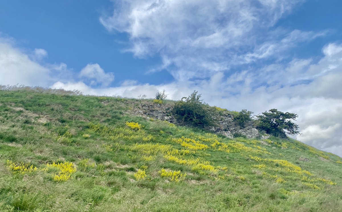AliDriverUK's tweet image. Big swathes of Lady’s Bedstraw now appearing in the limestone outcrop areas 5 years on from sheep removal at @BroughtonSanc. Far more than we’ve seen before.