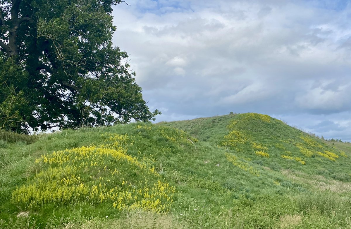 AliDriverUK's tweet image. Big swathes of Lady’s Bedstraw now appearing in the limestone outcrop areas 5 years on from sheep removal at @BroughtonSanc. Far more than we’ve seen before.