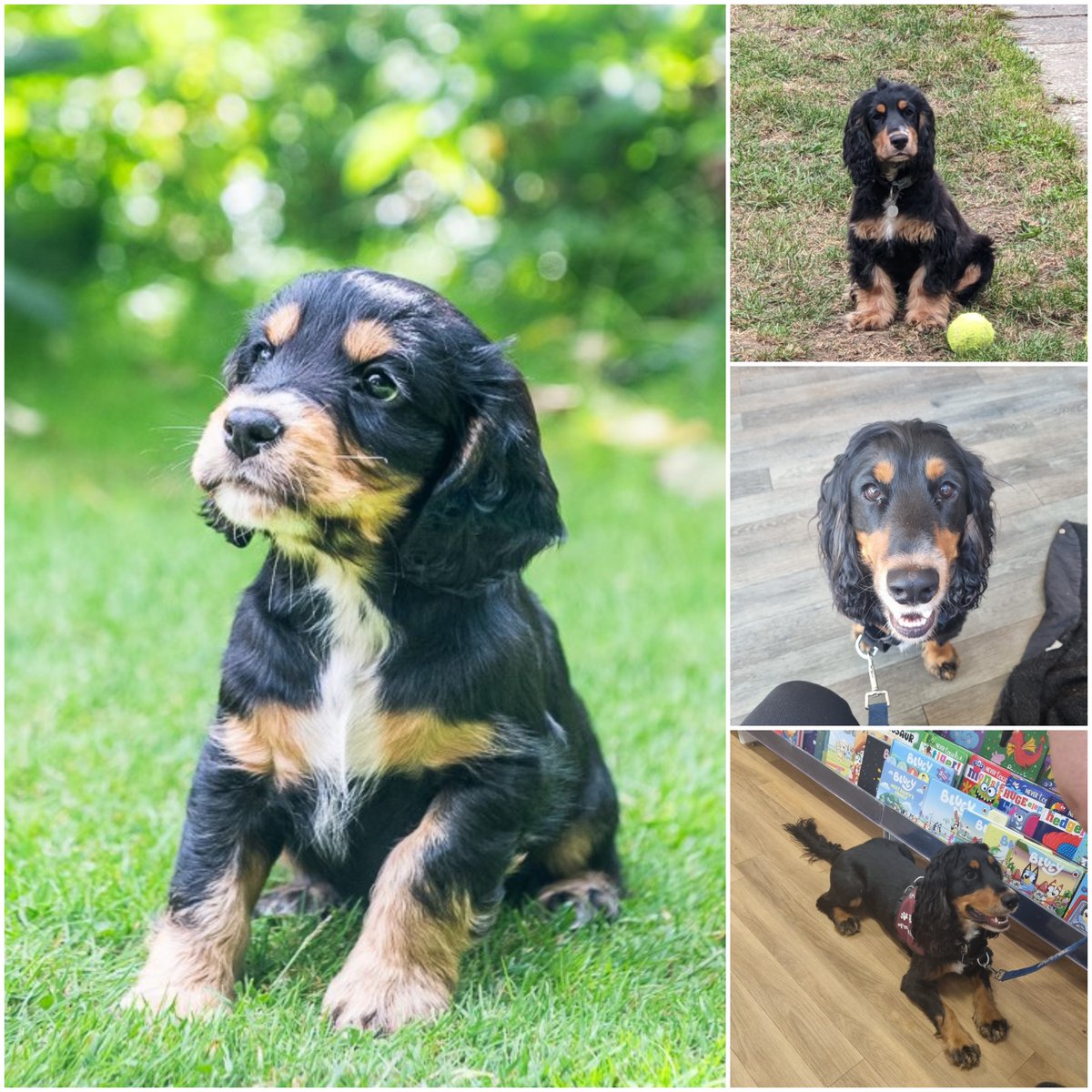 Ace has passed his Puppy 3 Star 🎉

Our clever cocker spaniel has done brilliantly in his hearing dog training &amp; is about to start the final stage!

This is where Ace will learn how to alert his future deaf partner to important sounds and we just know he's going to 'ace' it 🐾🥰