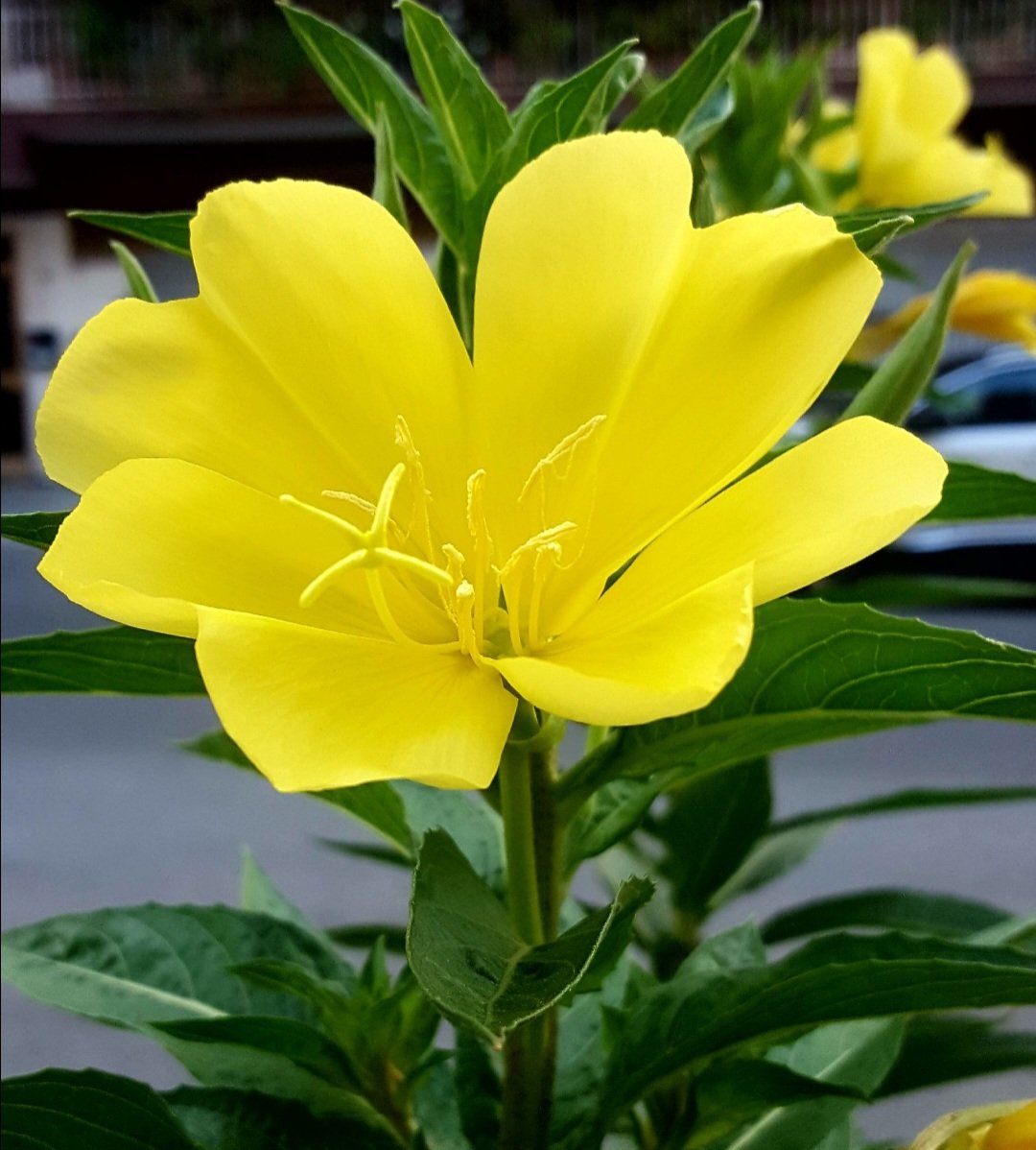 Maria Lea tweet media