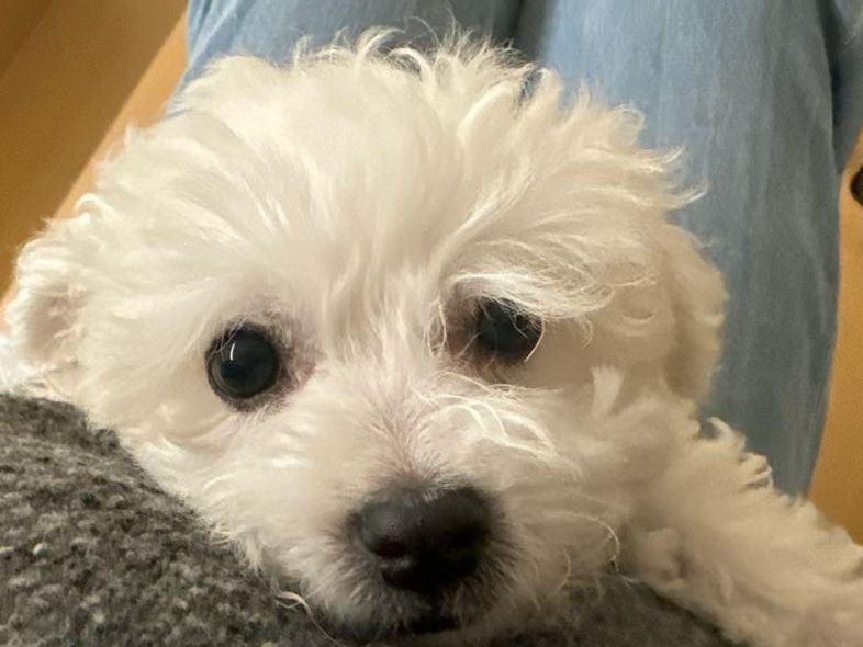 복실복실상원시절이 꿈같다