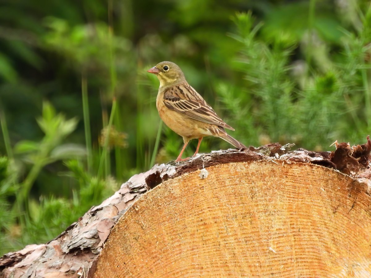 Jack Driver (ELOC) tweet media