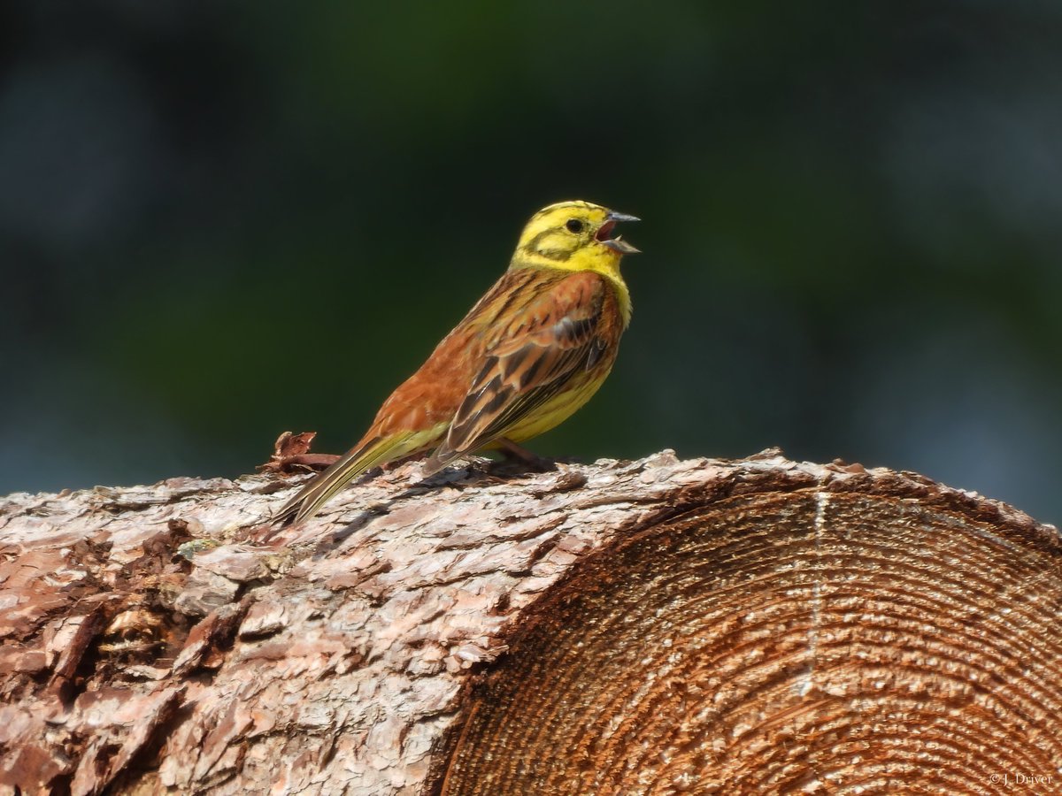 Jack Driver (ELOC) tweet media