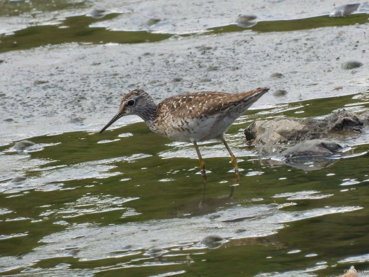 Jack Driver (ELOC) tweet media