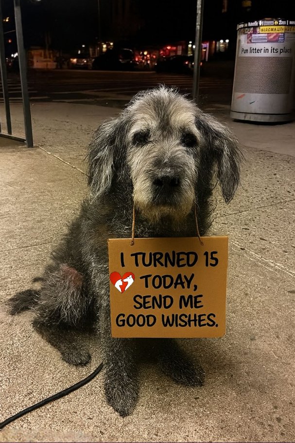 Older, wiser, still the goodest girl. 🧡🎁