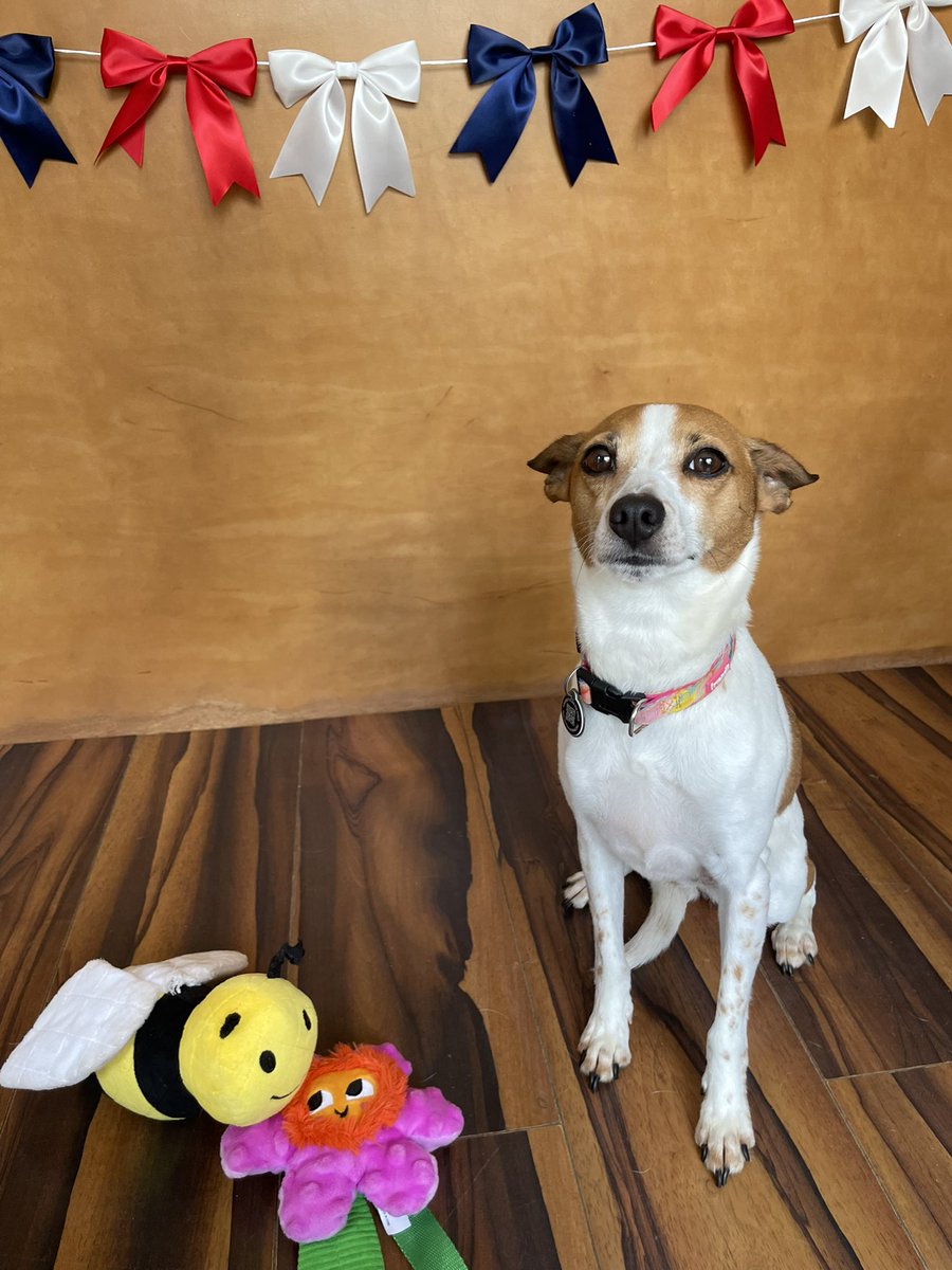 kellxh's tweet photo. the pictures our dog sitter takes of the little dogs: 

so cute &amp; well behaved, kinda cheesin, being sweet https://t.co/oZsEFPWioS