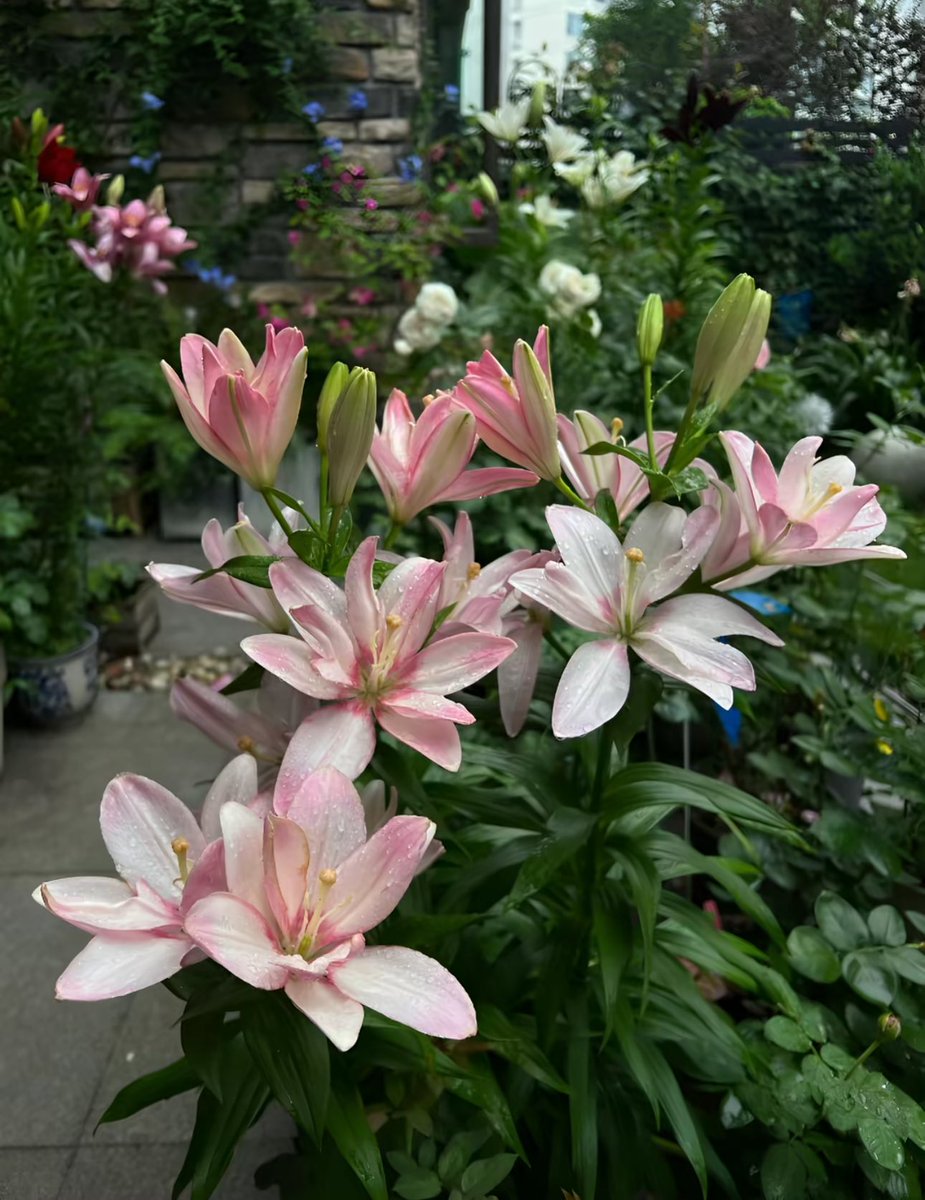 Lilies
