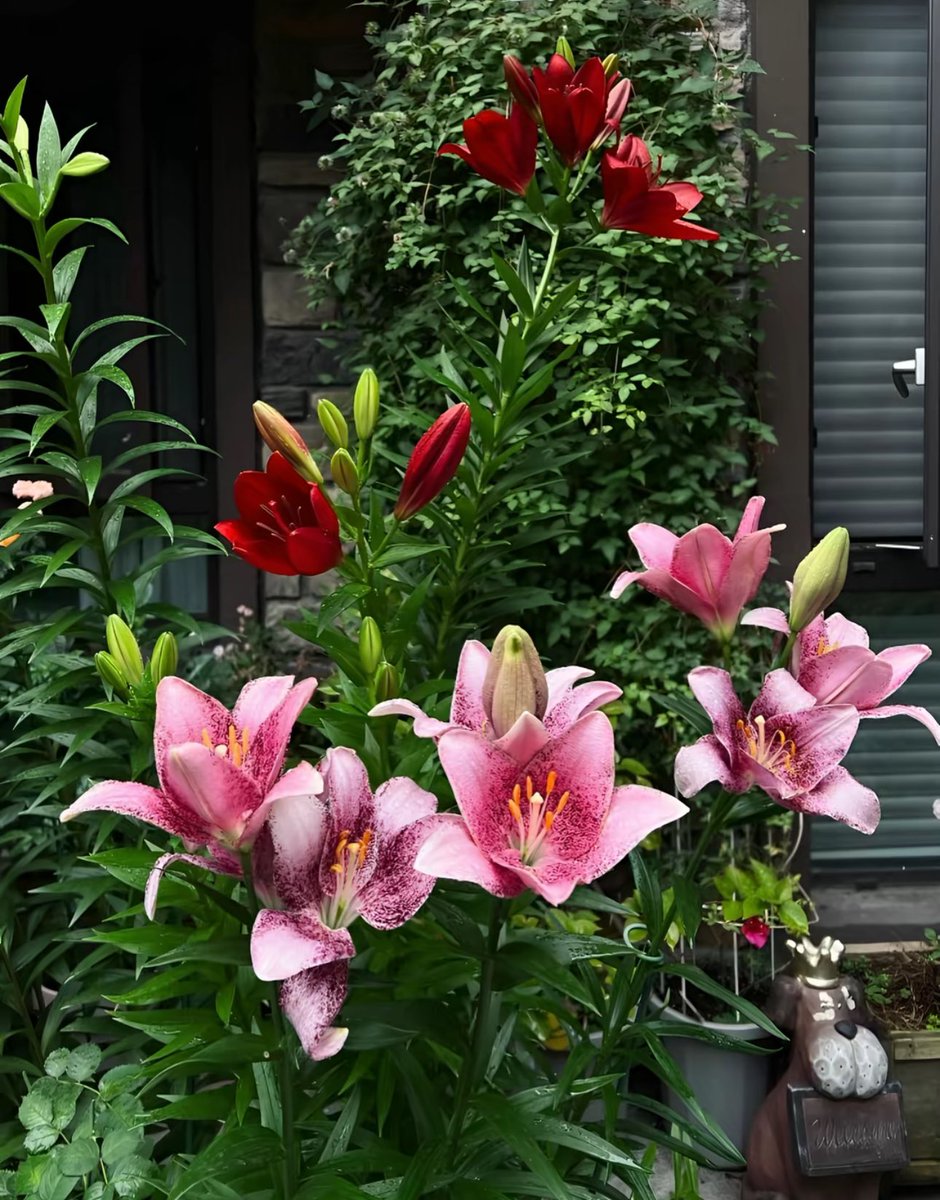 i3Moment's tweet photo. Lilies https://t.co/GbCtVmWbCV