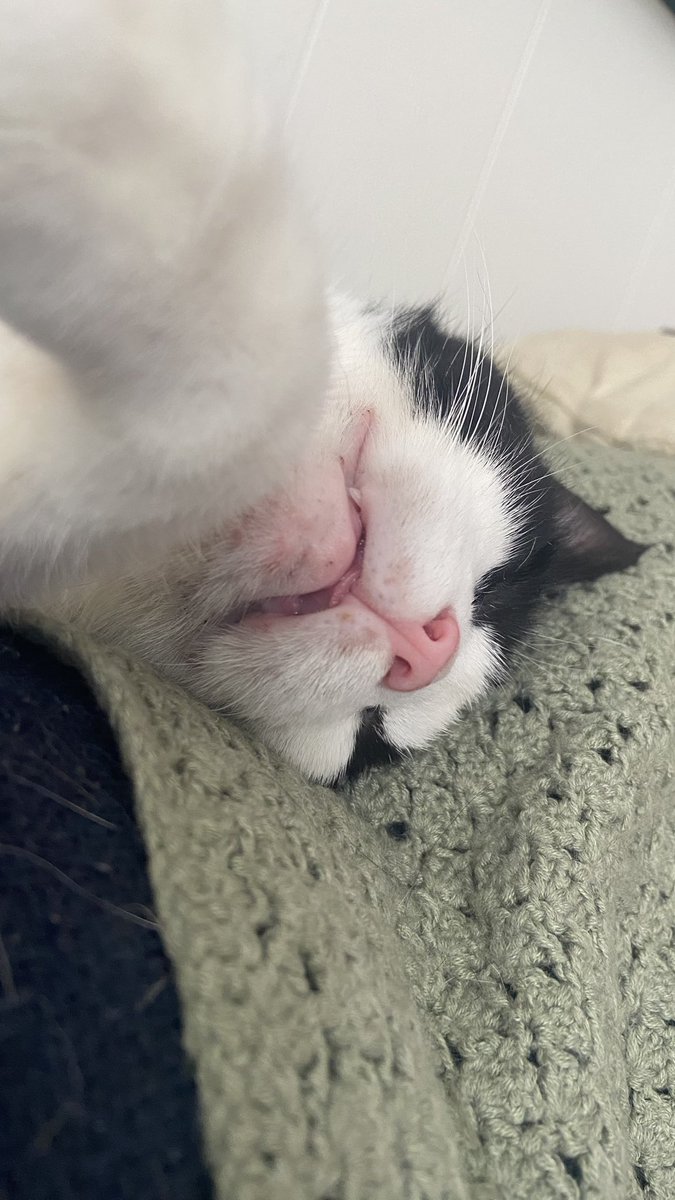 Sancho (and Polina) tweet media