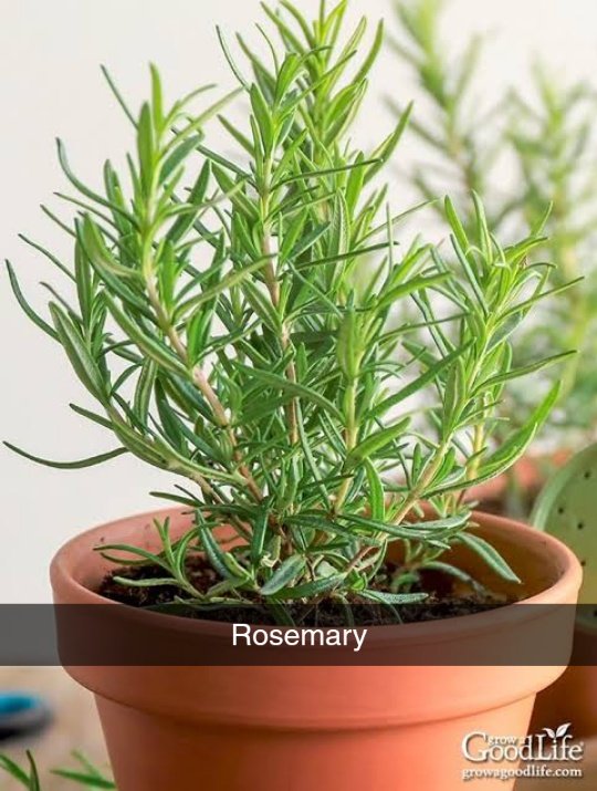 IsahDallatu's tweet image. Nurturing nature, one seedling at a time! 🌿💚 Get the best seedlings and landscaping services in town. 🌳 Contact us today! 📲 #NatureNest #Gardening #Landscaping