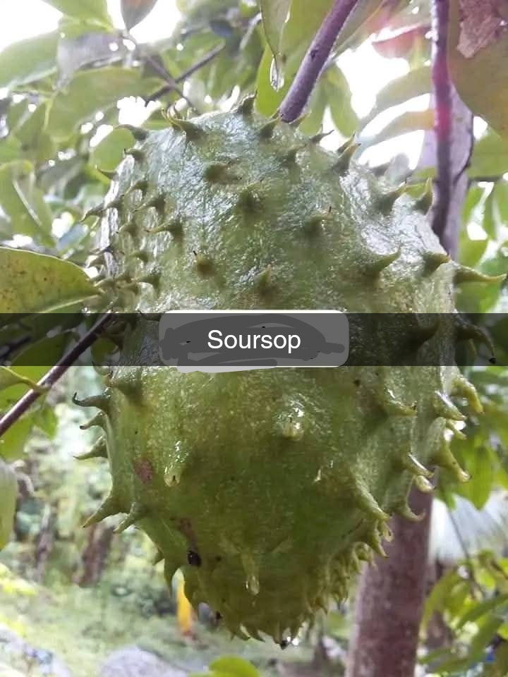 IsahDallatu's tweet image. Nurturing nature, one seedling at a time! 🌿💚 Get the best seedlings and landscaping services in town. 🌳 Contact us today! 📲 #NatureNest #Gardening #Landscaping