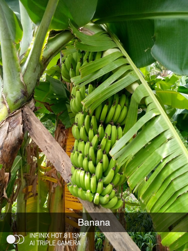 IsahDallatu's tweet image. Nurturing nature, one seedling at a time! 🌿💚 Get the best seedlings and landscaping services in town. 🌳 Contact us today! 📲 #NatureNest #Gardening #Landscaping