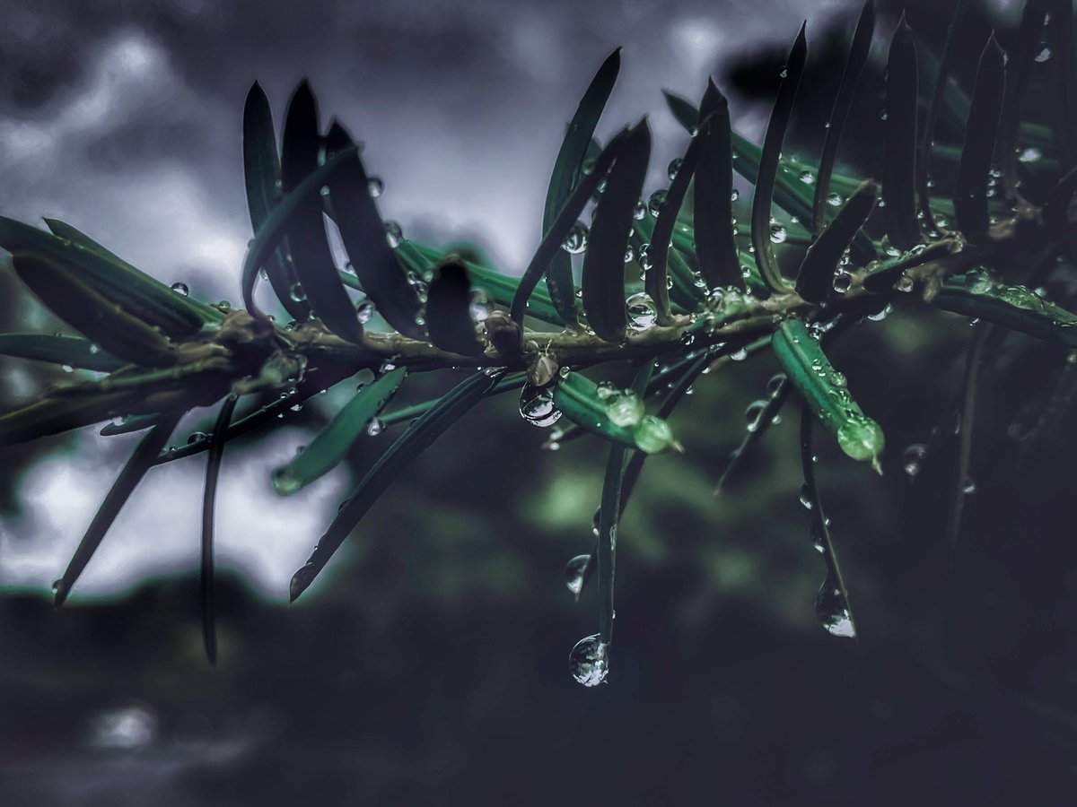 📸VineyardWarrior📸 tweet media