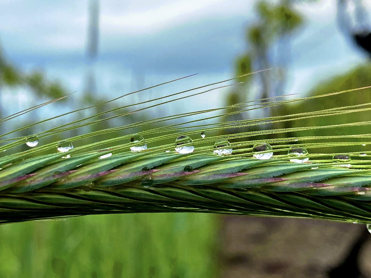 📸VineyardWarrior📸 tweet media