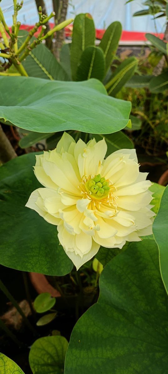 RkdRanjank's tweet photo. Sacred Lotus flowers bloomed on my rooftop https://t.co/ZictG4nZdw
