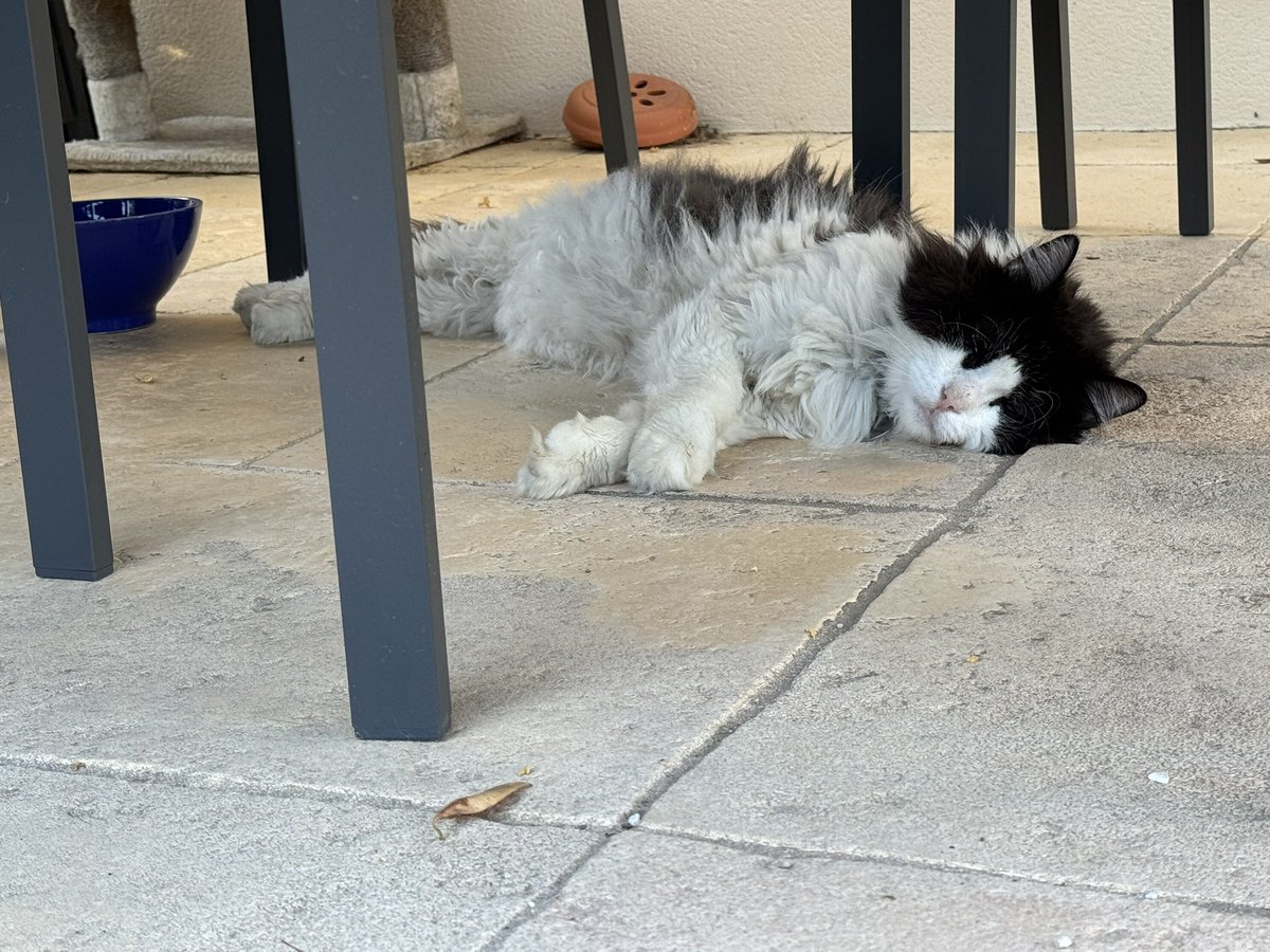 pasit30's tweet photo. @SimonsCat Chasing shadow this #Caturday Groucha under 40 deg in Gard, France🥵 https://t.co/wXspMGLB6L