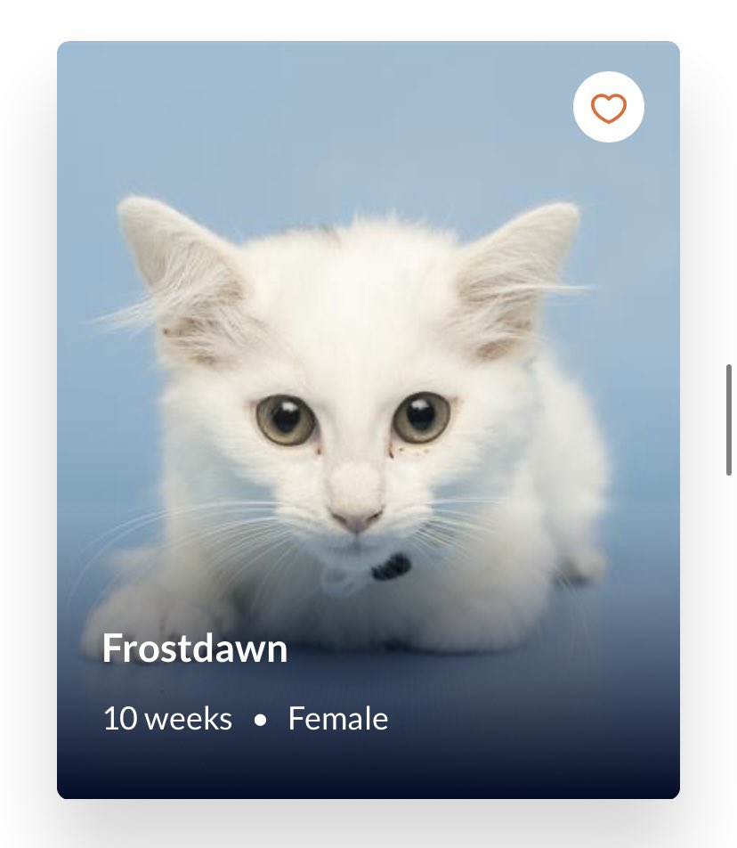 okay #wctwt i found a shelter kitten named frostdawn who’s convincing me to adopt her