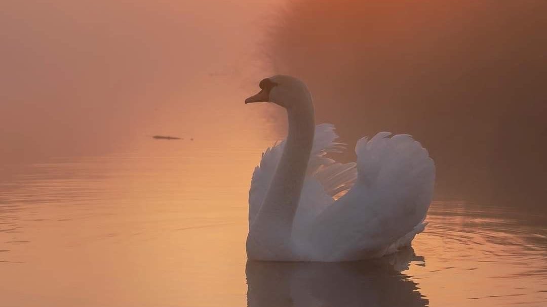 Swans