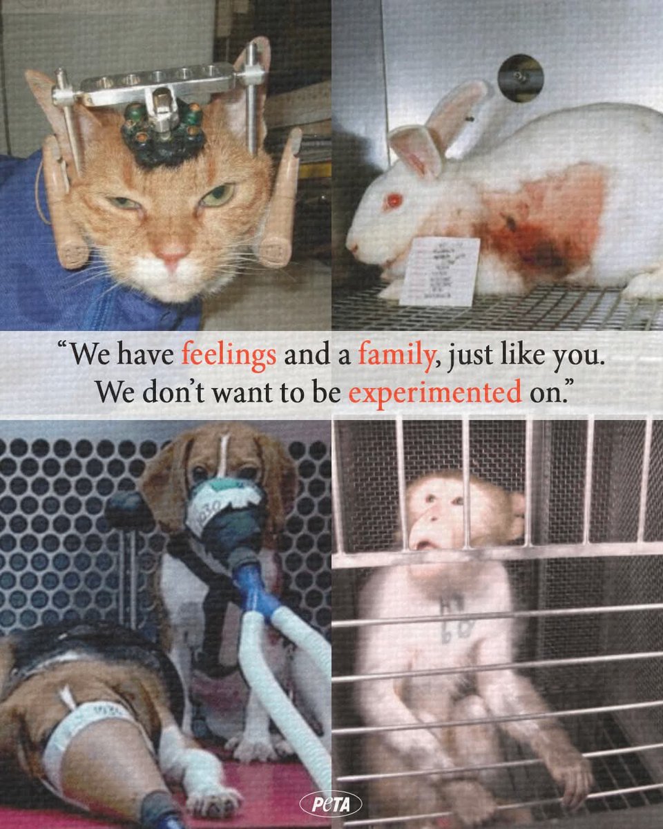 <a href="/Paul_Vegano/">𝐏𝐚ú𝐥 el Vegano</a> Facts and figures on animal testing

Millions of animals are used and killed in scientific procedures every year.
👇

crueltyfreeinternational.org/about-animal-t…