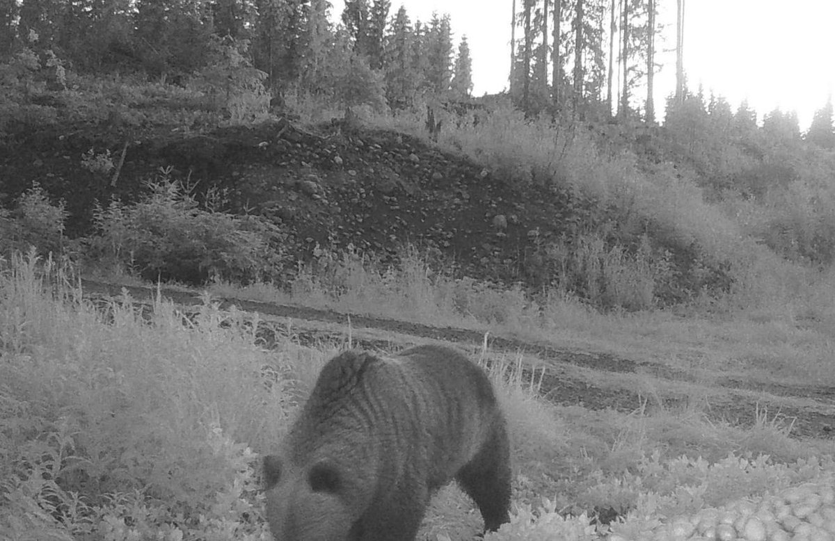 Luonto mennyt hyvinkin monimuotoiseksi tänä kesänä 😂
#pallokorva