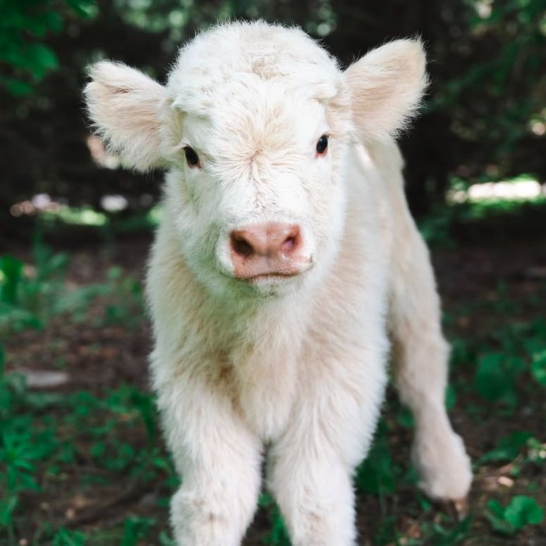 CowoftheDay1's tweet photo. 📅 30th June 2025
🐮 Ellie
🏷️ Instagram/fluffyfeatherfarm
💕 #animaloftheday https://t.co/nzLXNeof3J