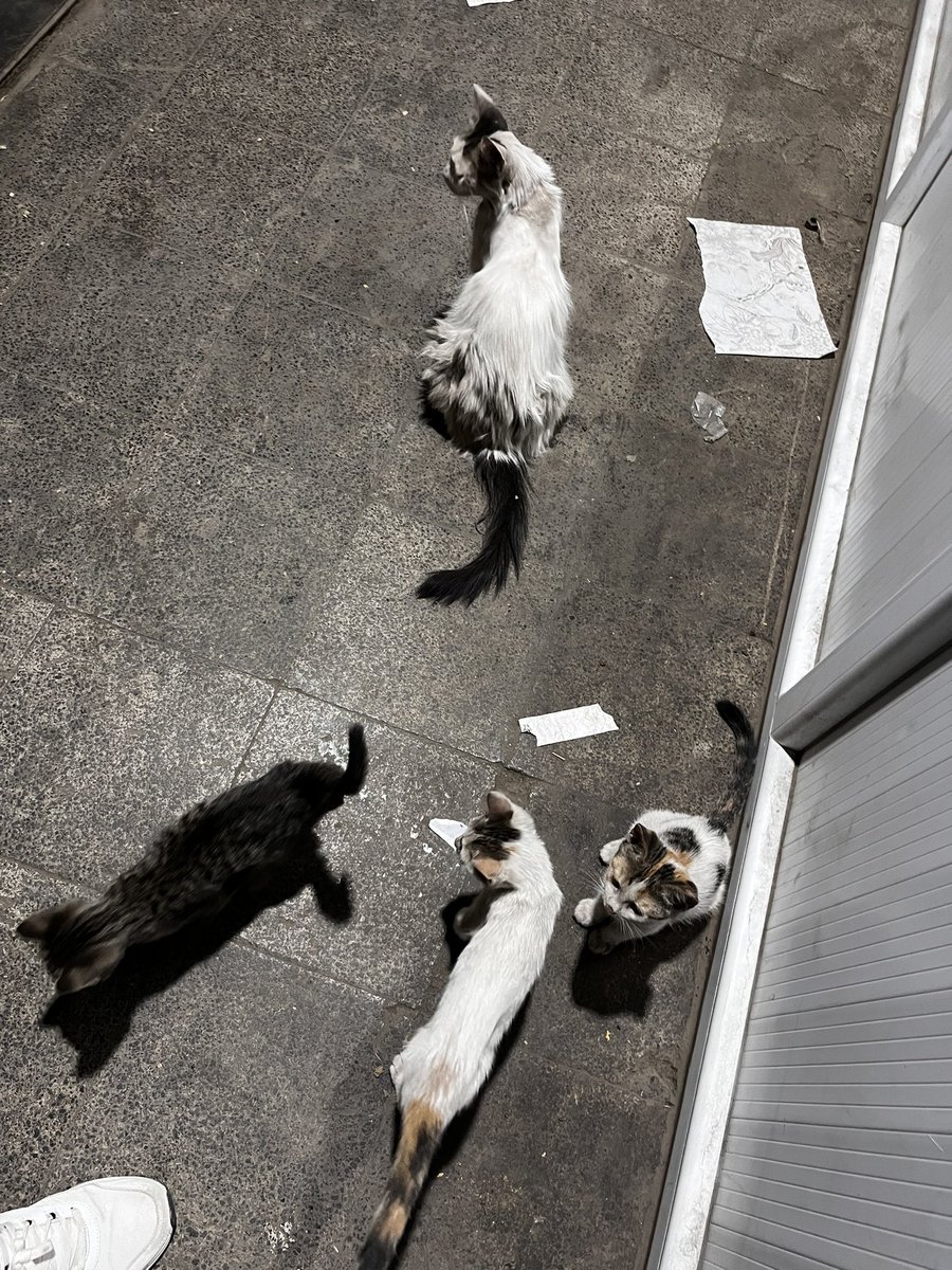 Mekanda mayk kedilerle onlaynız