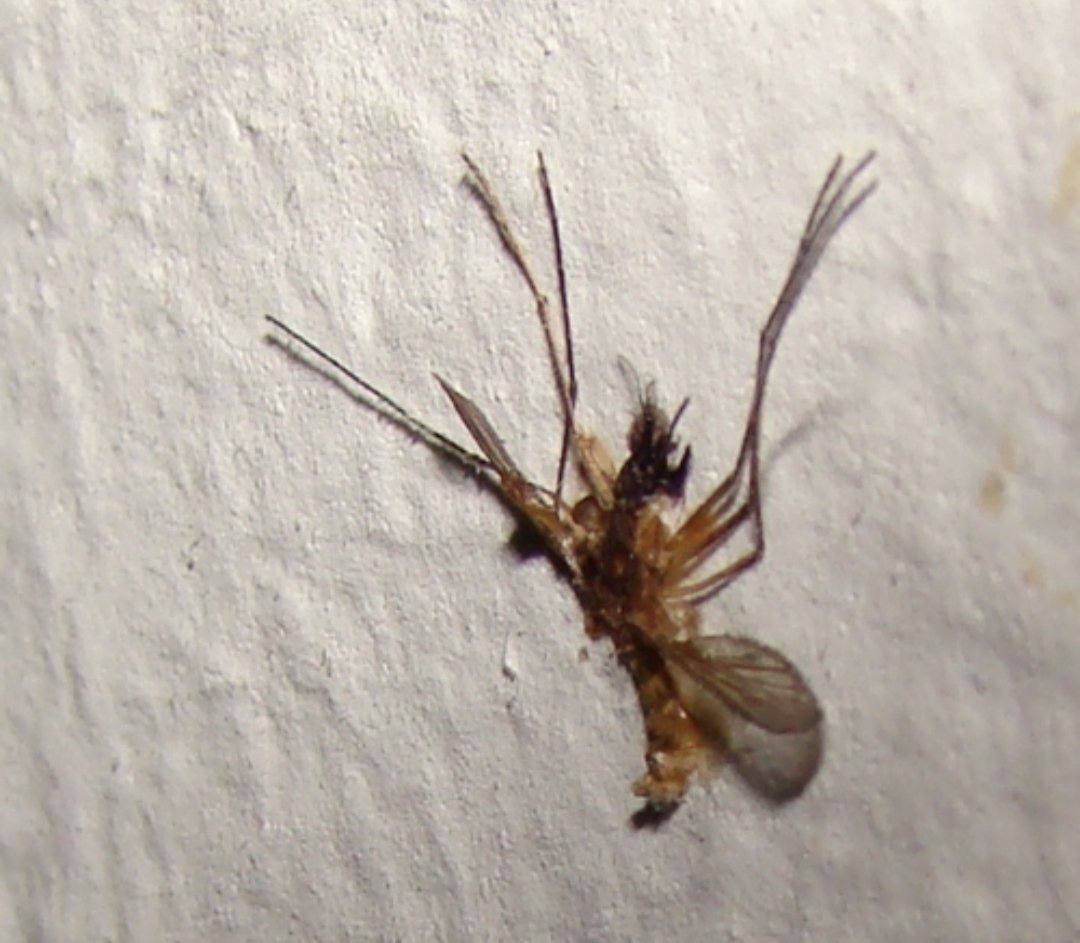 agh9_h's tweet image. یک عدد پشه پیروز شده بر پشه کش