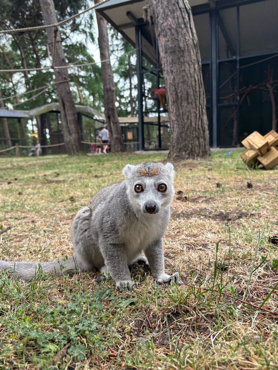 LouPhotosby's tweet photo. A few from my birthday 🥳 trip to @YorkshireWP #lemurs #binturong #tapir #lovetheweirdlookinganimals https://t.co/hGz513gZtW