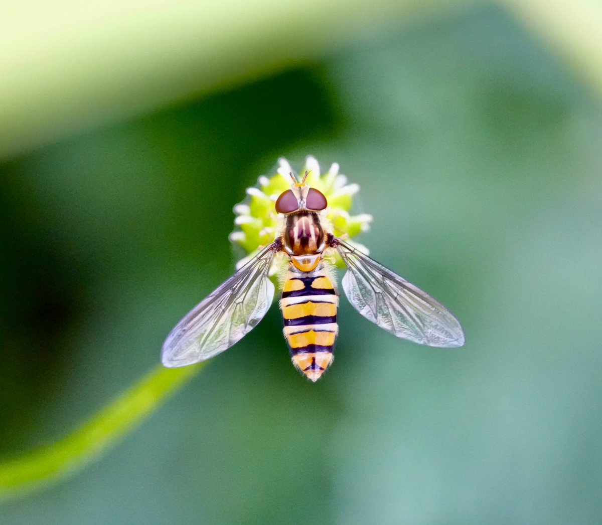 MBBS_Pathology's tweet image. Wishing everyone a great weekend! Found this chappie brightening the garden today. 30 celsius here ☀️
#NaturePhotography
#nature
😉