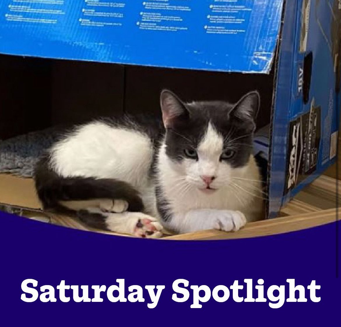 Please help Badger find his forever home 🙏🏻 

cats.org.uk/donate?b=281

#SaturdaySpotlight #Caturday #Badger #WestonSuperMare #AdoptDontShop #CatRescue #CatWelfare #CatsProtection #WhyWeDoWhatWeDo #HereForTheCats