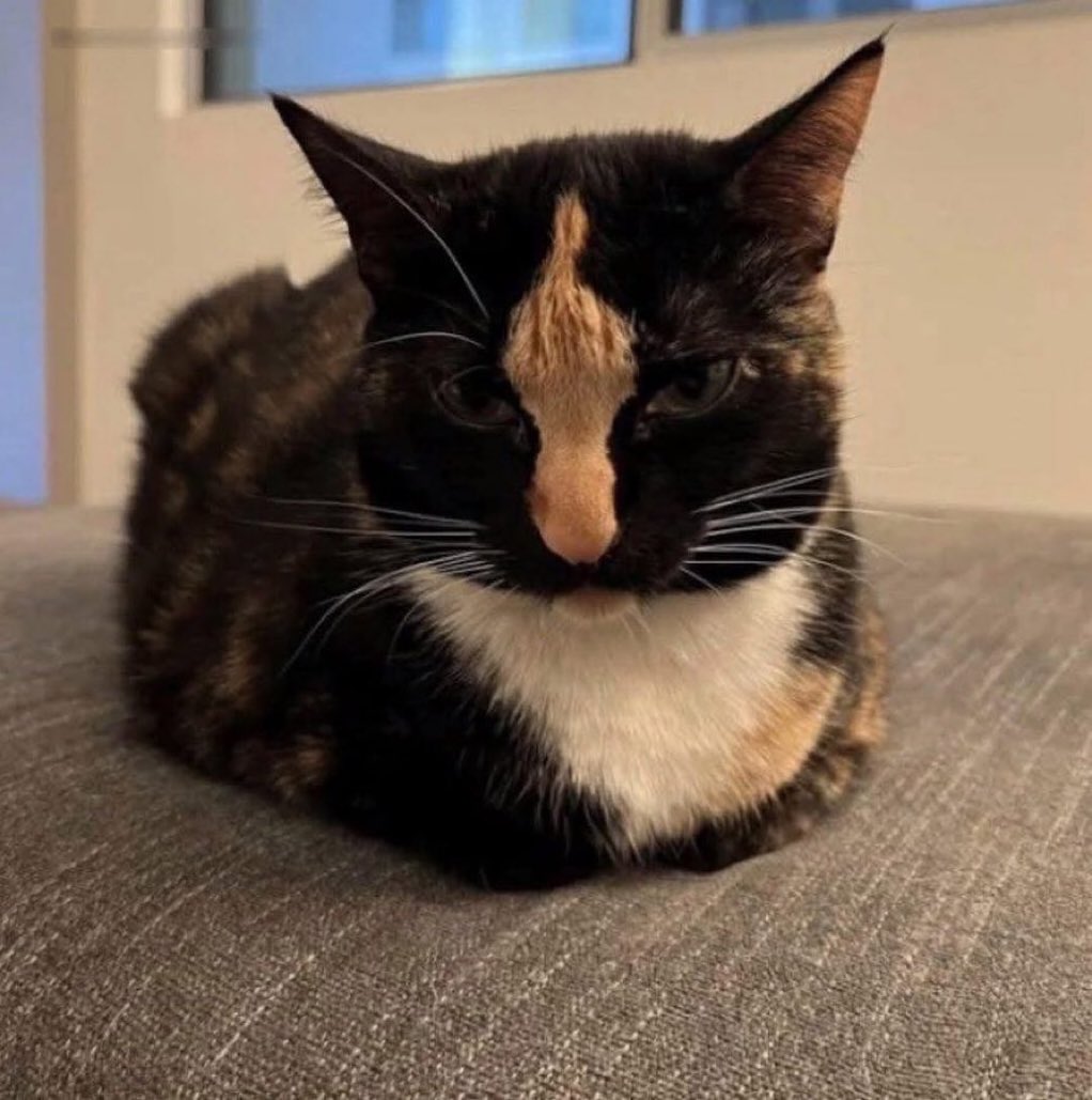 gatinarios's tweet image. 🖕