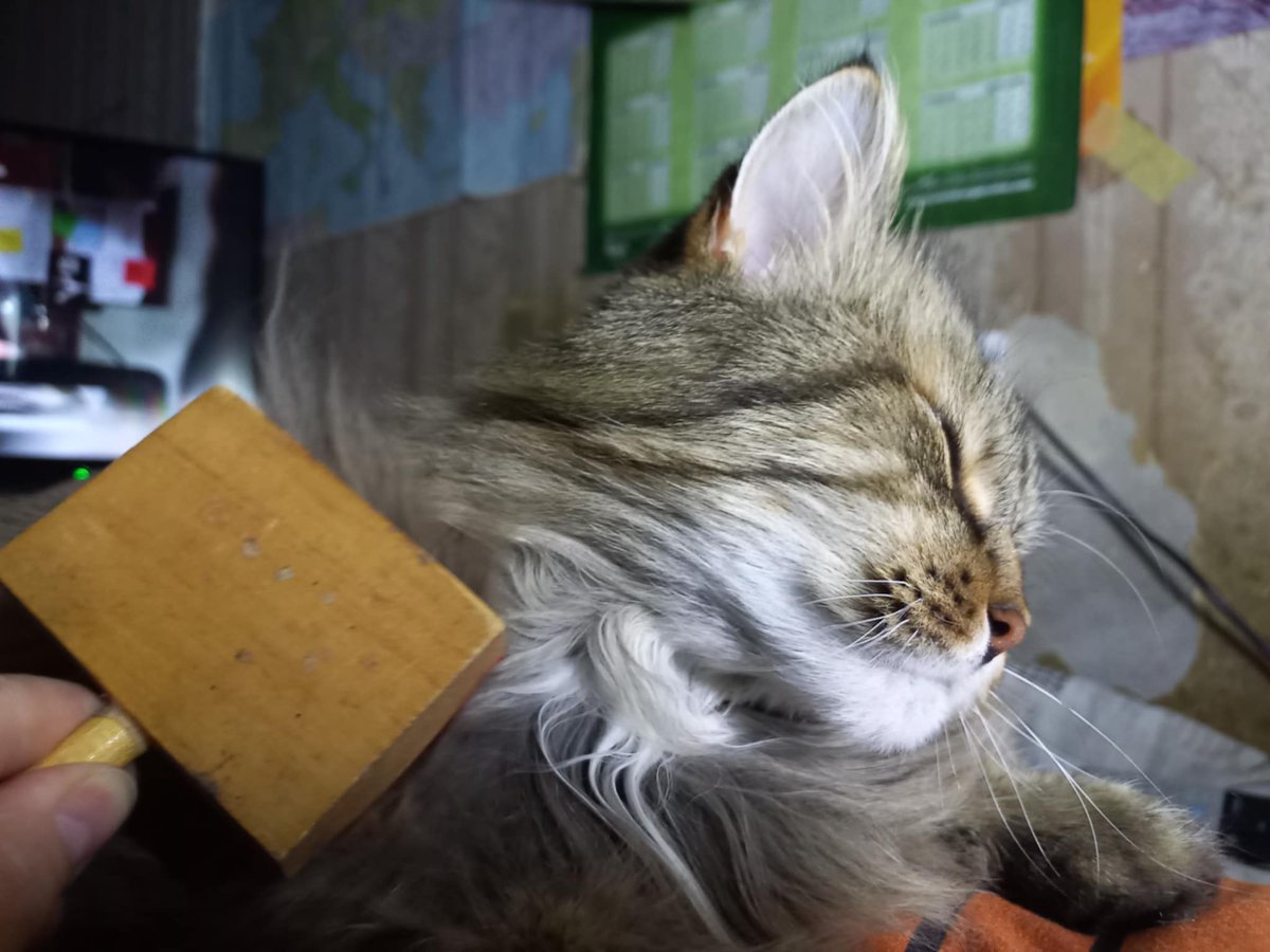 vasylthecat's tweet photo. Забрали шерсть. https://t.co/AIe426kLLs
