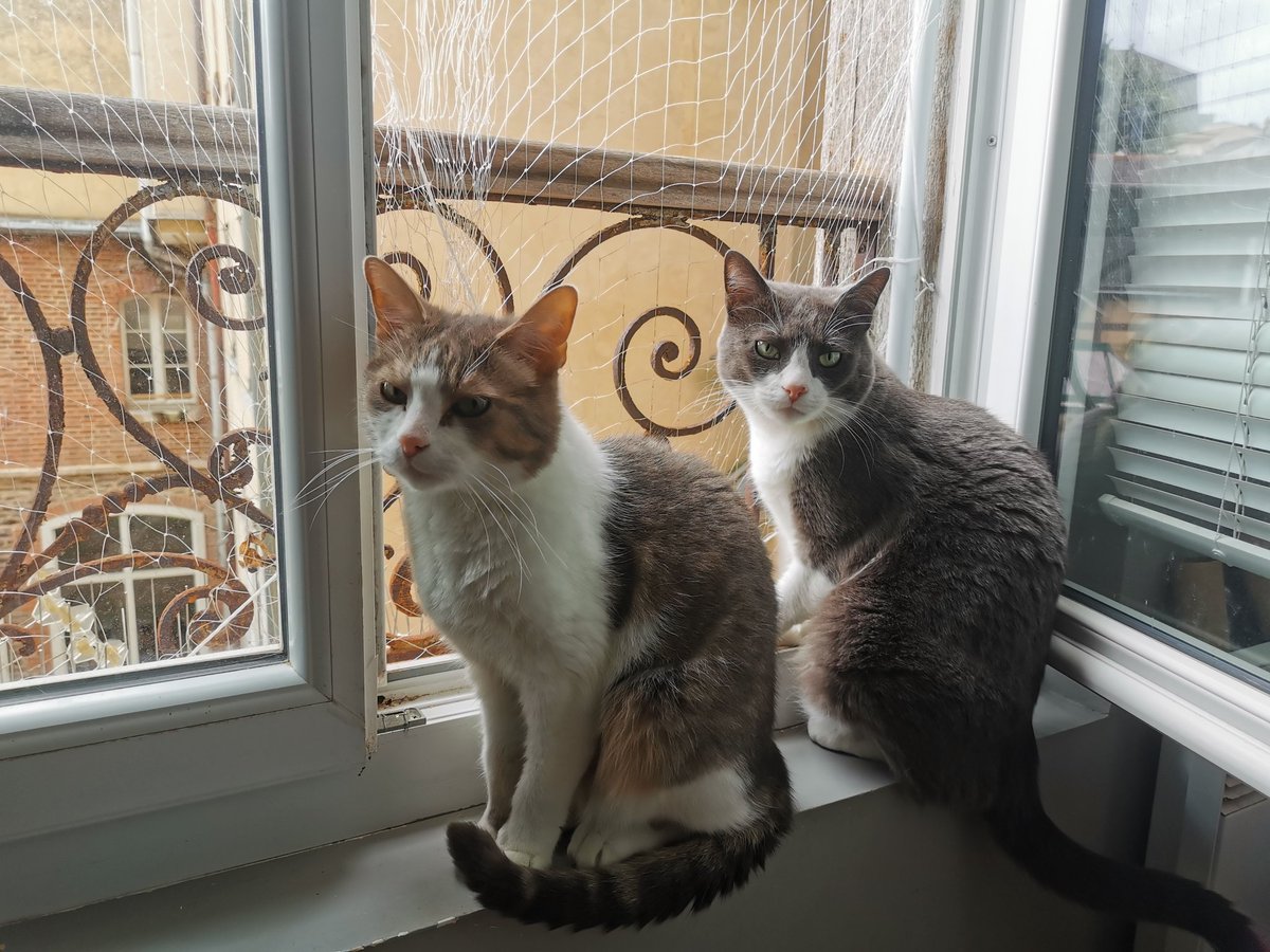 coucoupicou's tweet photo. mad that i disturbed pigeon-watching time https://t.co/if9x0HakfS