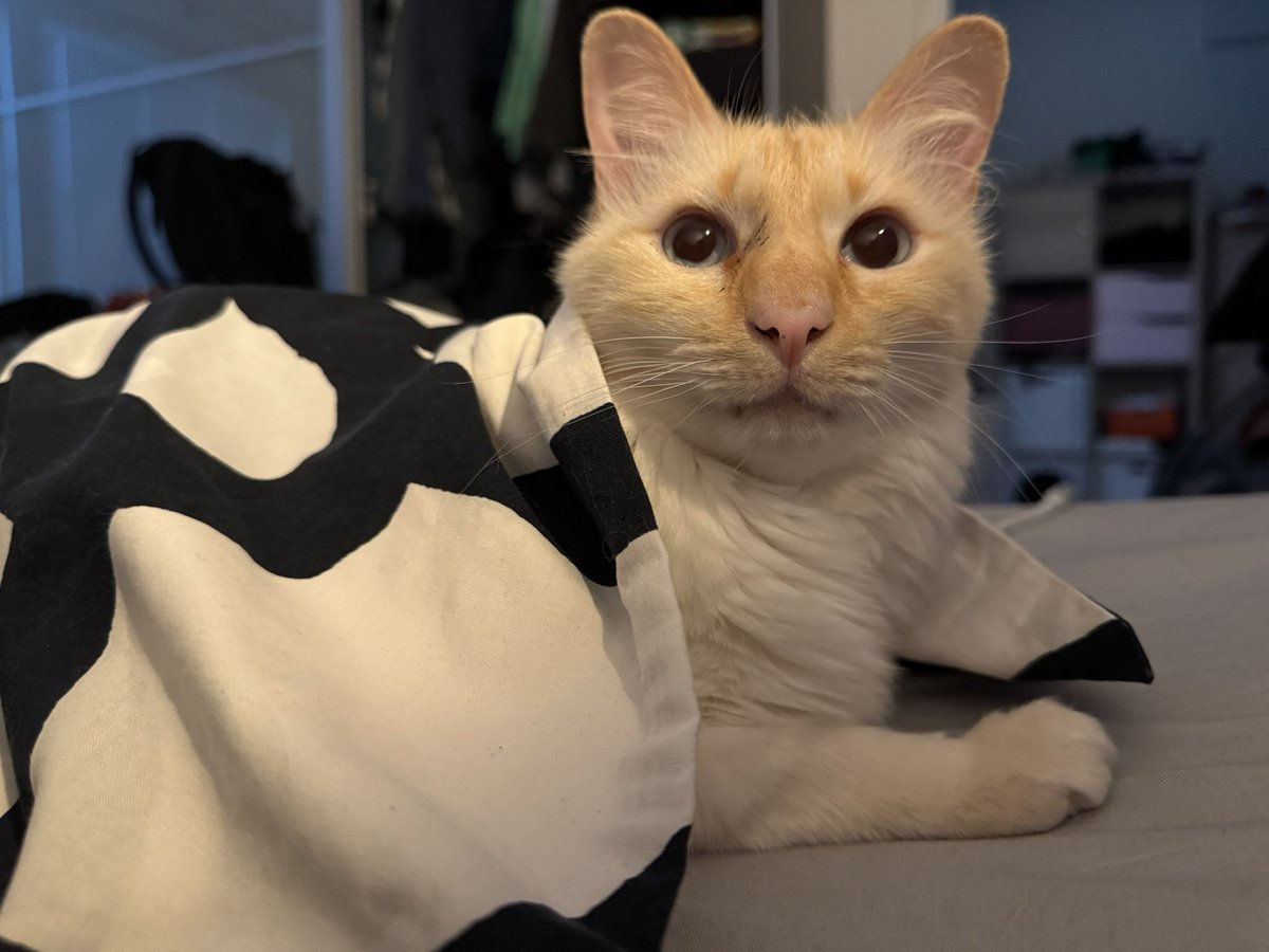 beatrice (& 🌈 benedick) tweet media