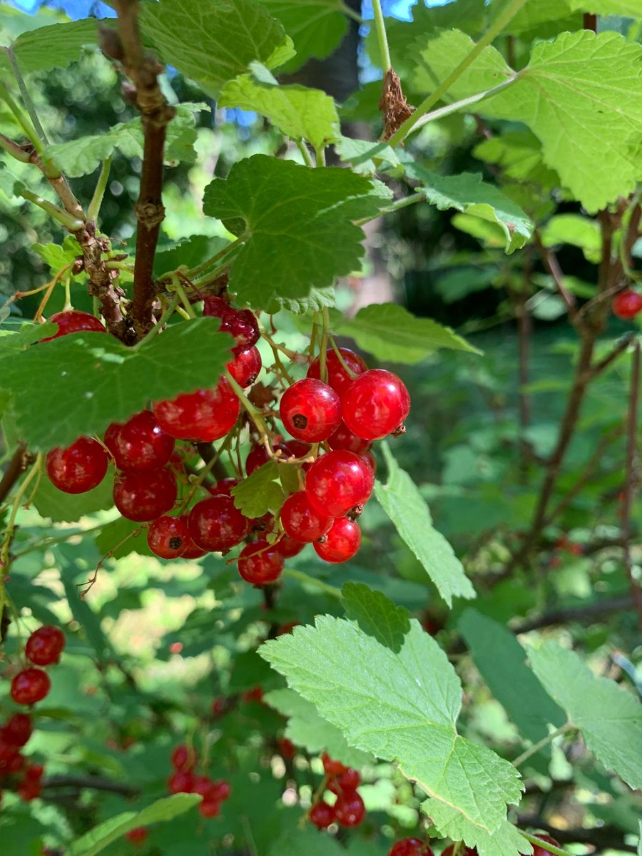 Katrin_und_Meer's tweet photo. In the garden... 🥰 # garden #relax https://t.co/KDP5cDz41k